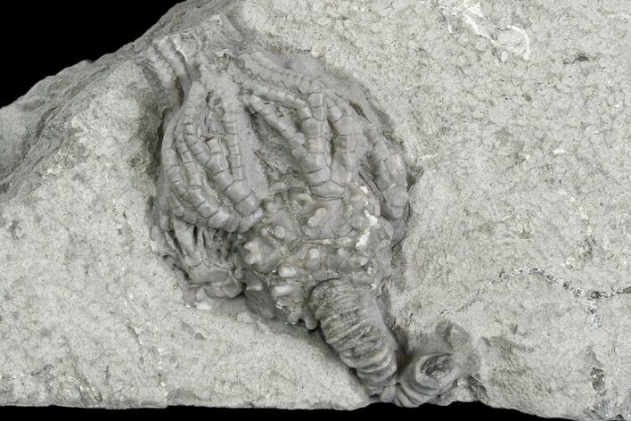 Crinoid (Platycrinites) Fossil - Crawfordsville, Indiana #130166